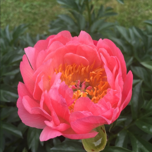 Meet your Posher, Miriam - Picture 1 of 1